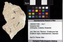 Foto (Objket + Etiketten) von Decapoda indet. 